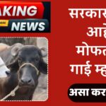 2 free cows and buffaloes