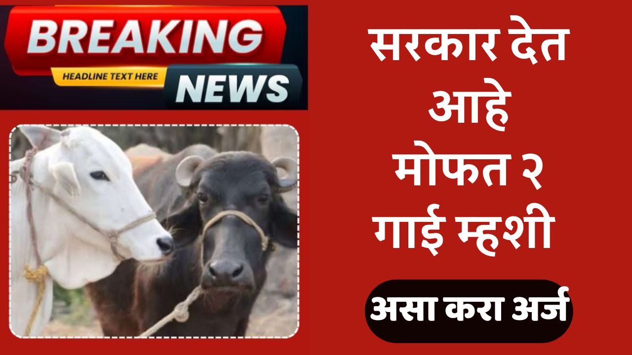 2 free cows and buffaloes